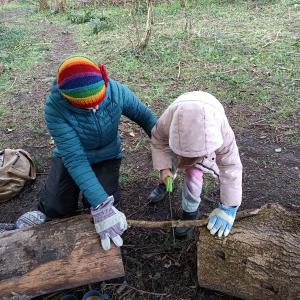 Forest Families Learning To Saw